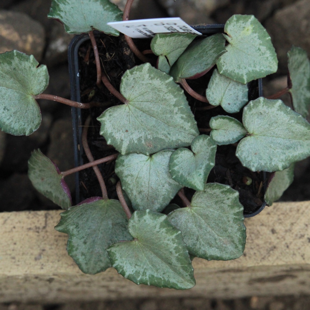 Cyclamen (Species) Crassifolium Cyclamen in the GardenTags plant encyclopedia