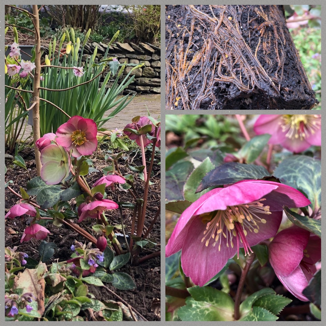 Hellebore Sallys Shell in the GardenTags plant encyclopedia