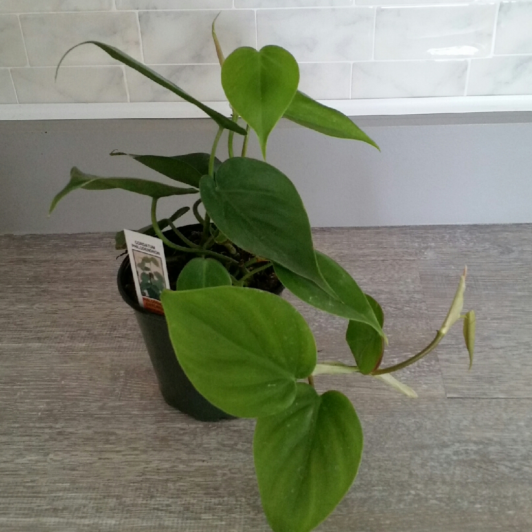 Heart-leafed Philodendron in the GardenTags plant encyclopedia