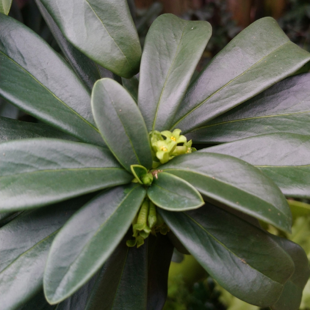 Spurge Laurel in the GardenTags plant encyclopedia