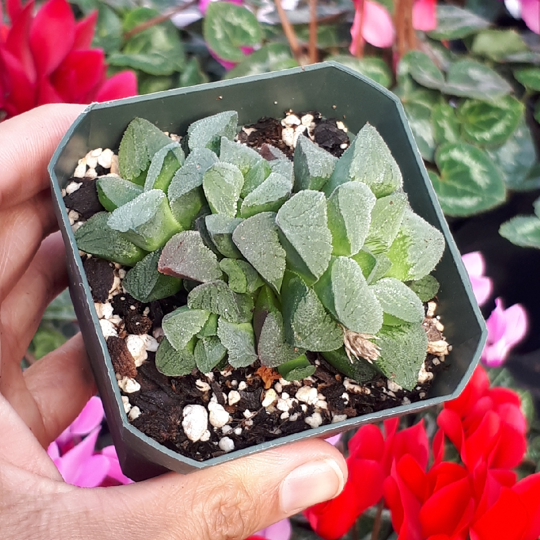 Haworthia Pygmaea in the GardenTags plant encyclopedia