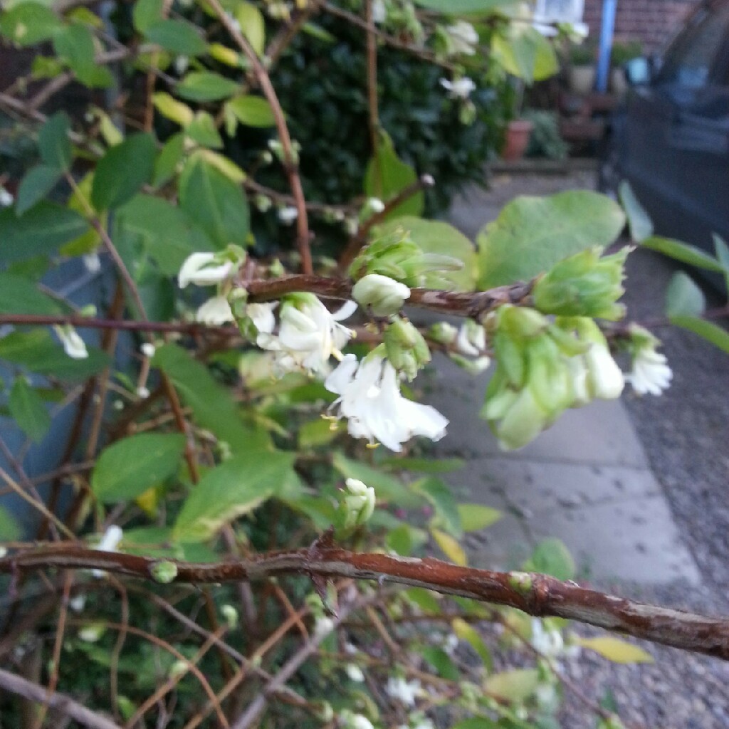 Winter Honeysuckle in the GardenTags plant encyclopedia