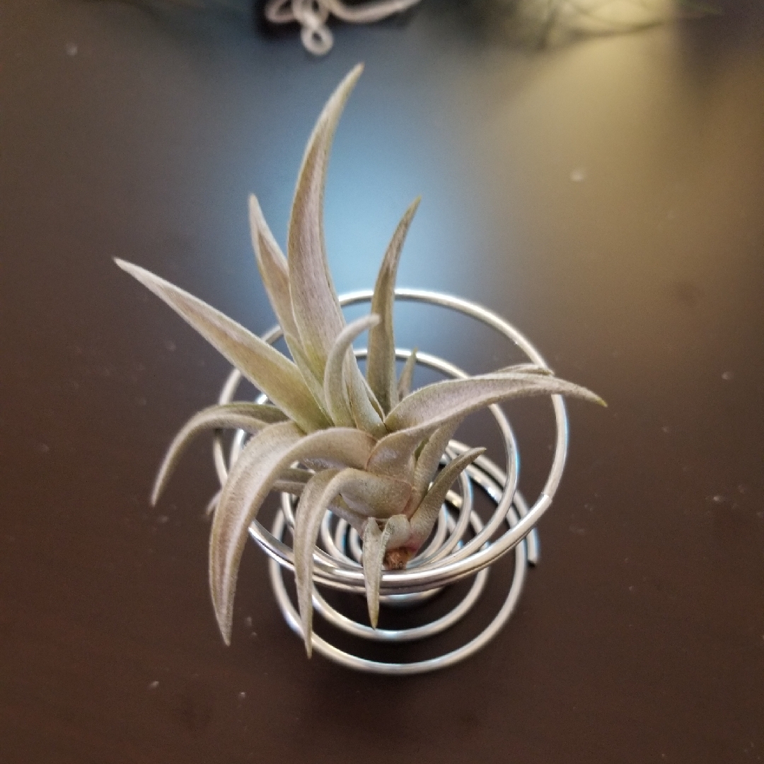 Airplant (Species) Tillandsia schatzlii in the GardenTags plant encyclopedia