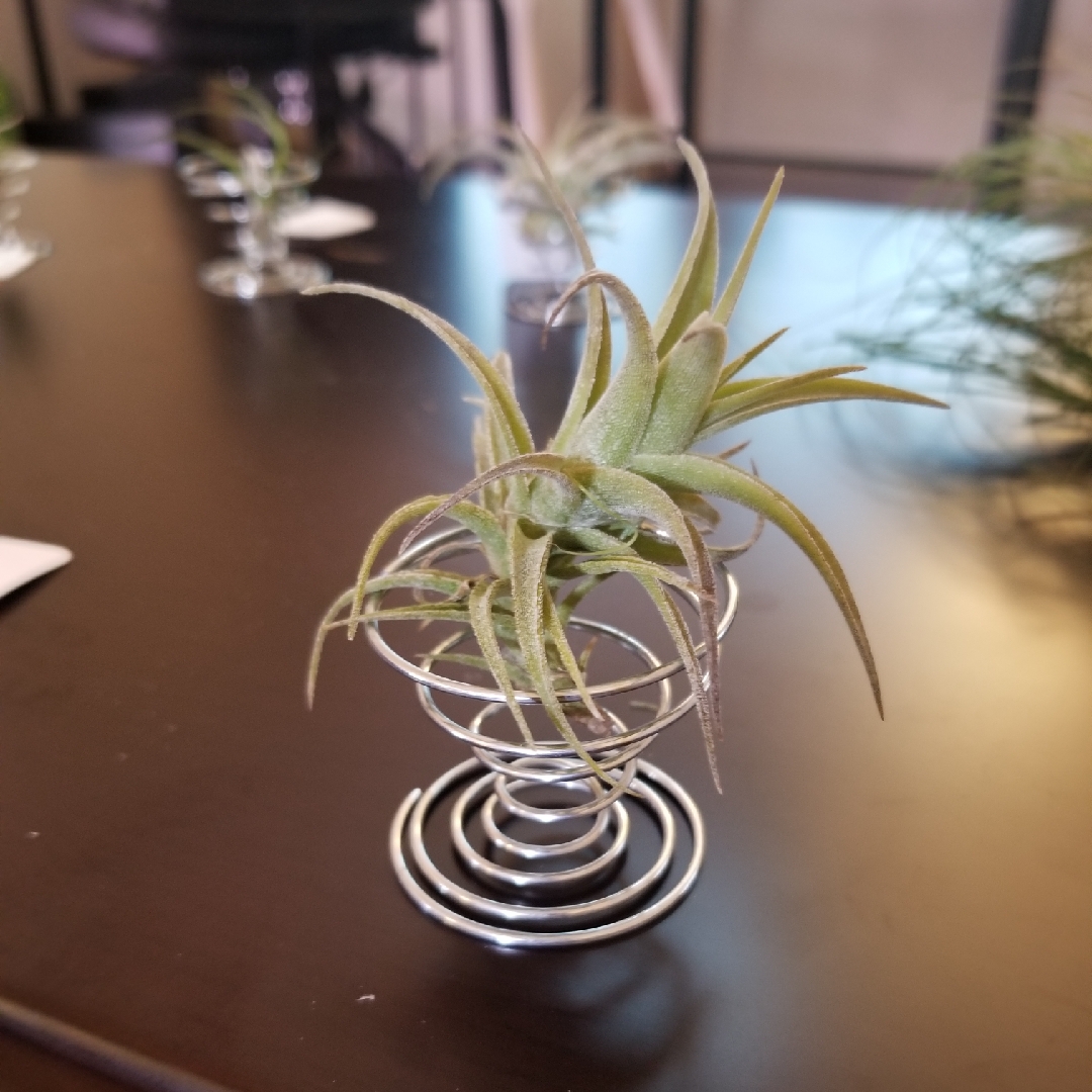 Airplant (Species) Tillandsia latifolia in the GardenTags plant encyclopedia