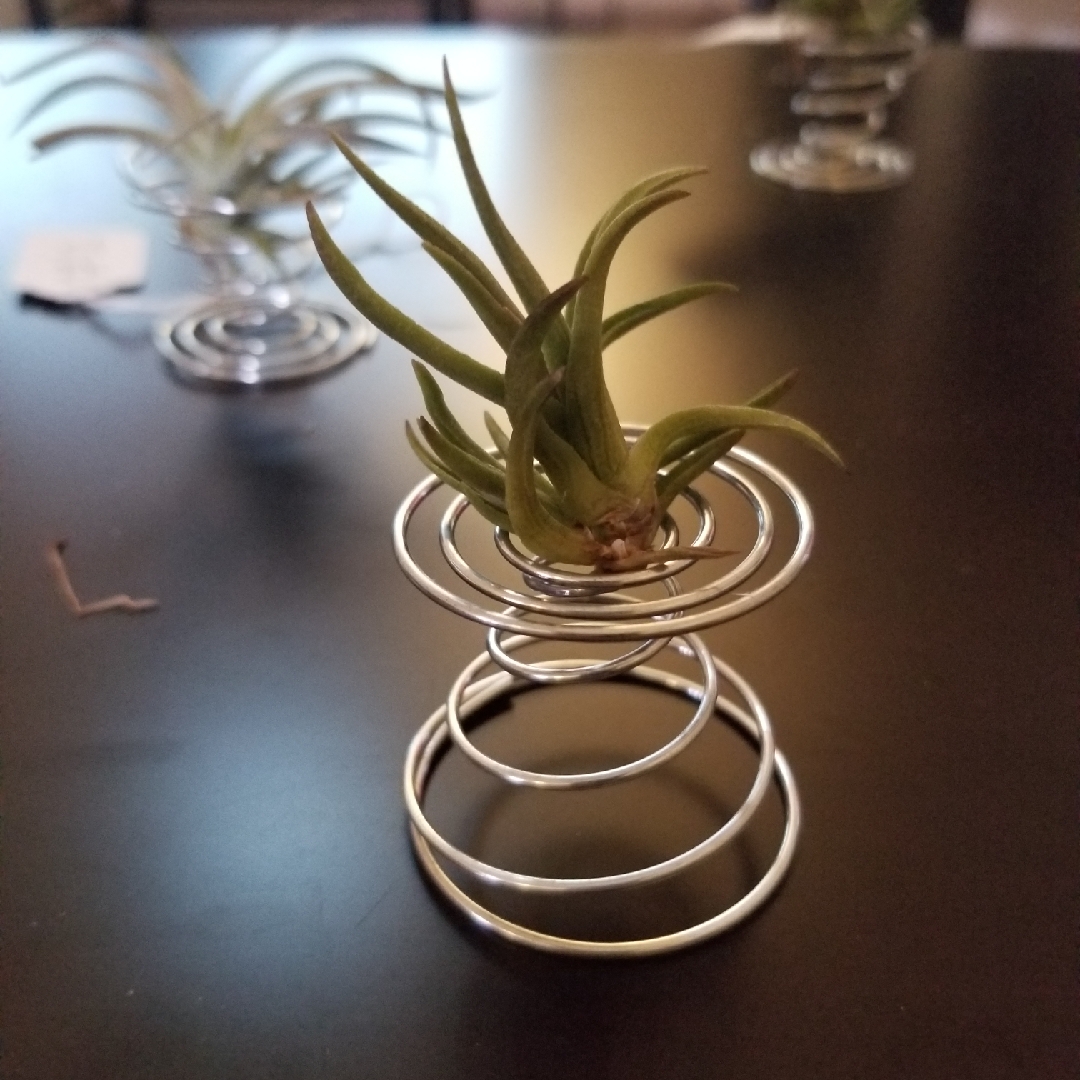 Airplant (Species) Tillandsia argentina in the GardenTags plant encyclopedia