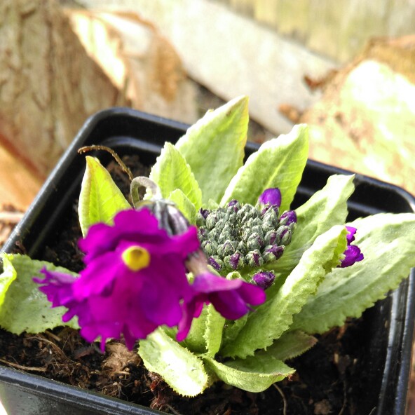 Drumstick Primrose Ruby in the GardenTags plant encyclopedia