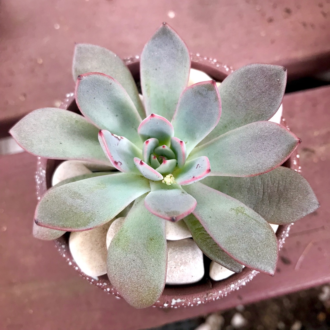 Echeveria Caamanoi in the GardenTags plant encyclopedia