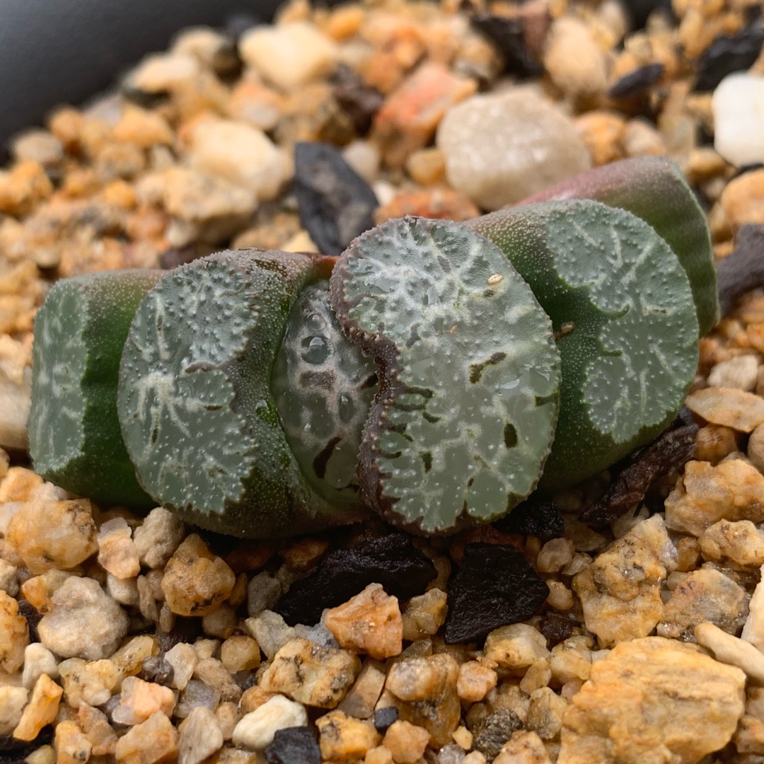 Haworthia Kyohou in the GardenTags plant encyclopedia