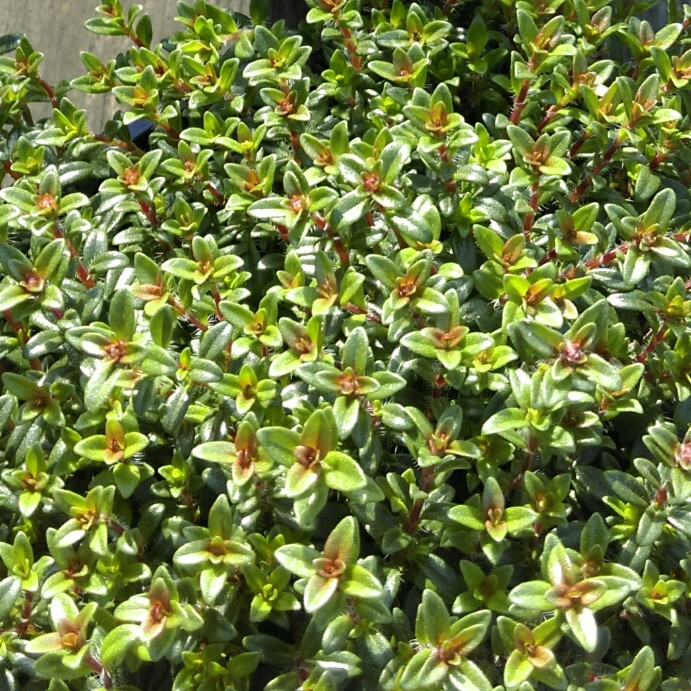 Garden Thyme Montana in the GardenTags plant encyclopedia