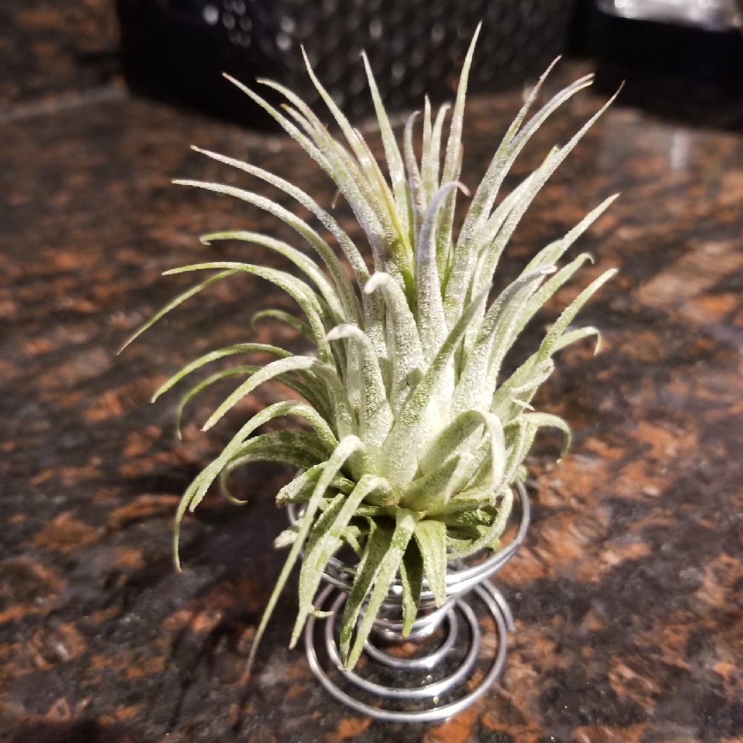 Airplant Zebrina in the GardenTags plant encyclopedia