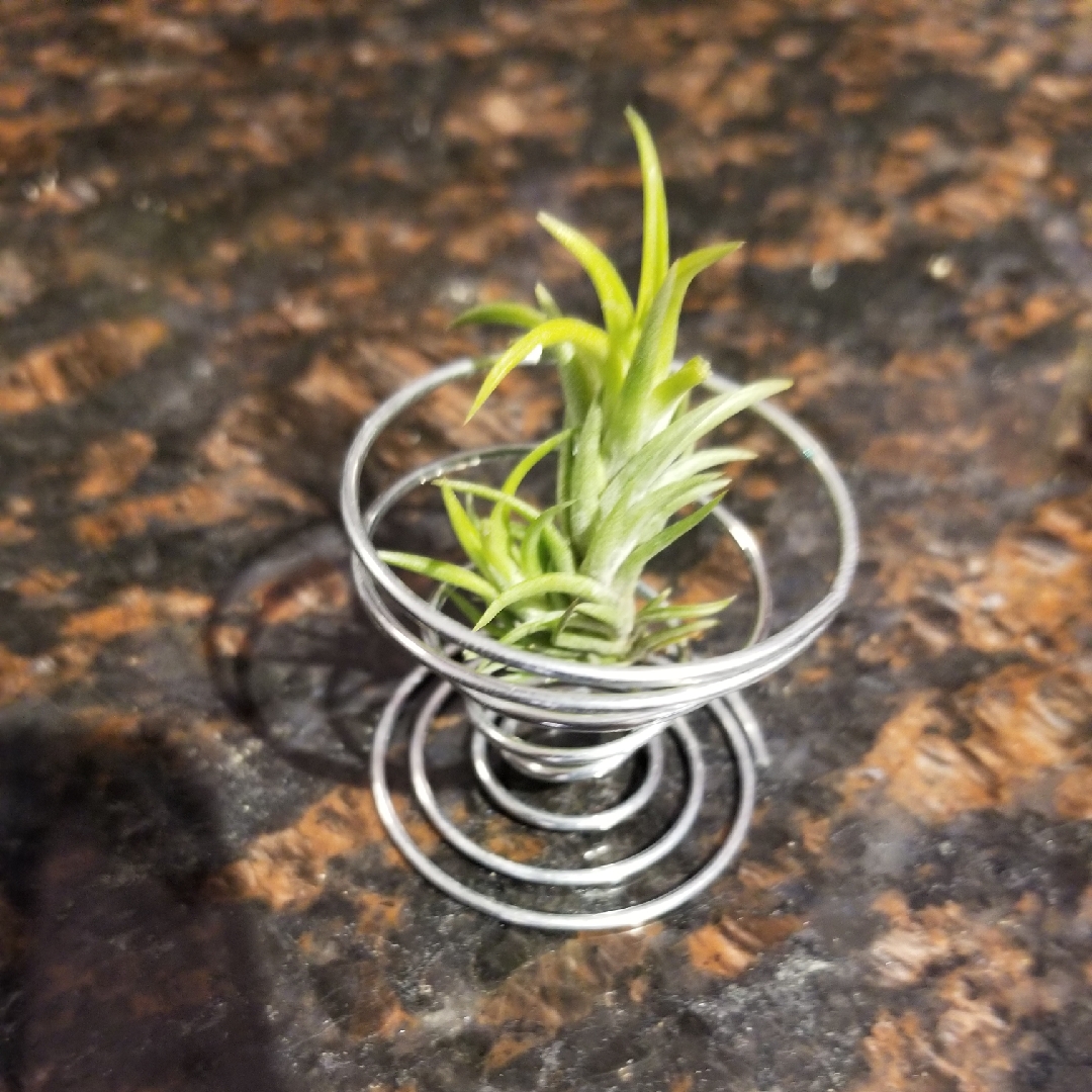 Airplant (Species) Tillandsia neglecta in the GardenTags plant encyclopedia