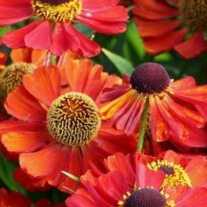 Sneezeweed Rubinkuppel in the GardenTags plant encyclopedia