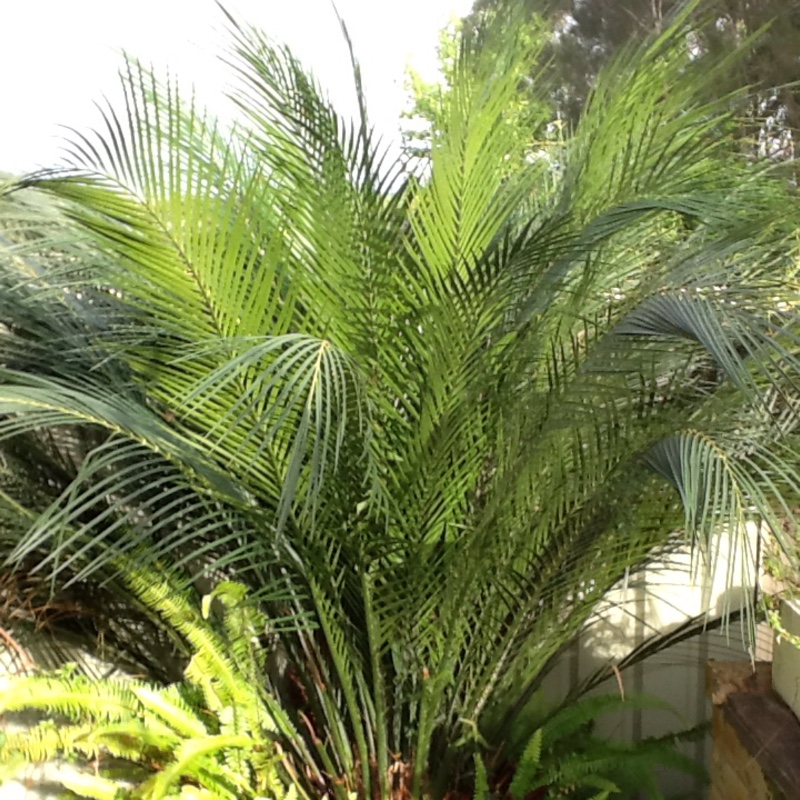 Australian Cycad in the GardenTags plant encyclopedia