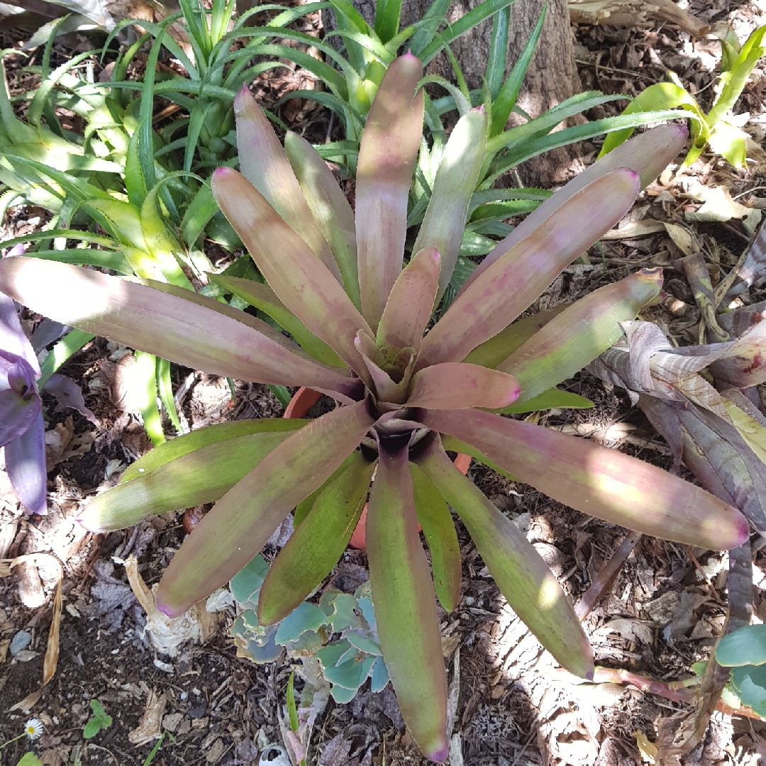 Neoregelia Rainbow in the GardenTags plant encyclopedia