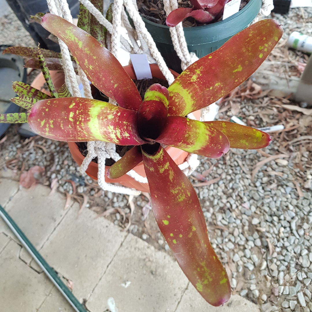 Neoregelia Red River in the GardenTags plant encyclopedia