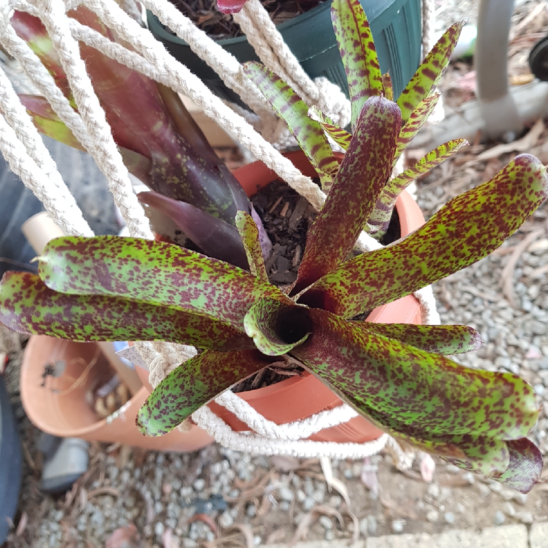 Neoregelia Mo Peppa Please, Neoregelia 'Mo Peppa Please' in GardenTags ...