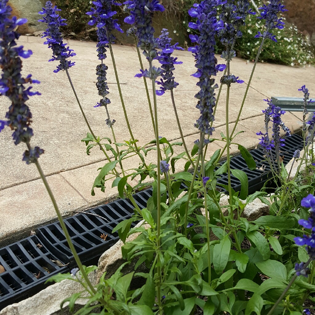 Salvia Sallyfun Blue in the GardenTags plant encyclopedia