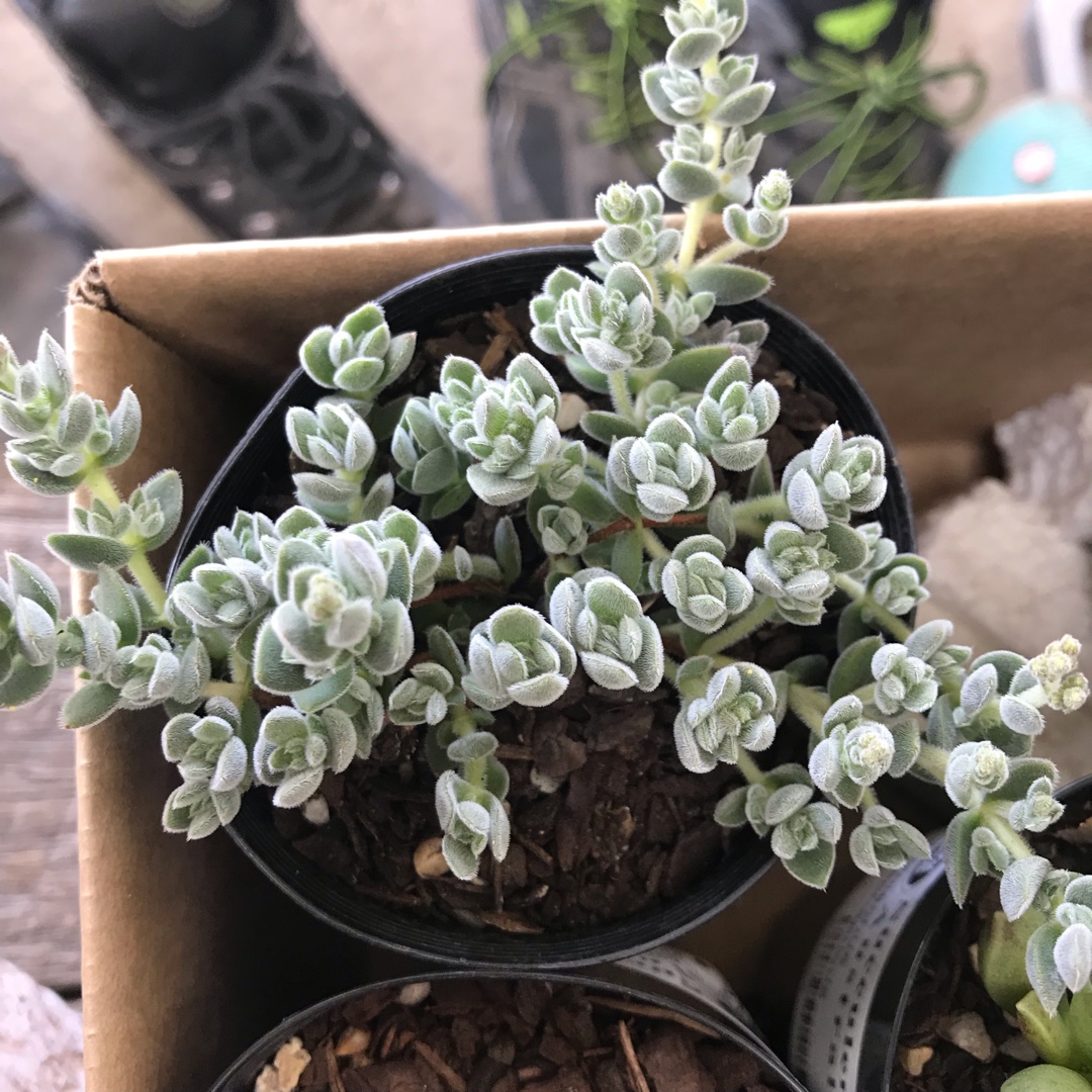 Crassula Lanuginosa v. Pachystemon, Crassula 'Lanuginosa var ...