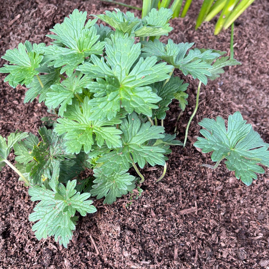 Geranium pratense (Victor Reiter Group) 'New Dimension', Meadow ...