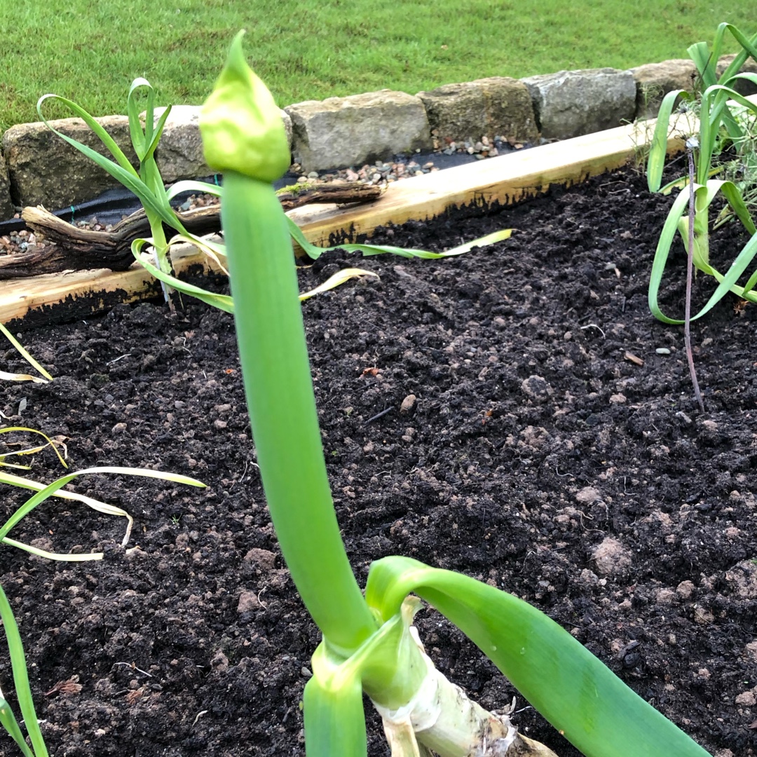 Spring Onion Performer in the GardenTags plant encyclopedia