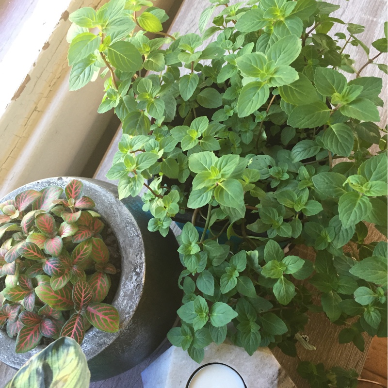 Ginger Mint in the GardenTags plant encyclopedia