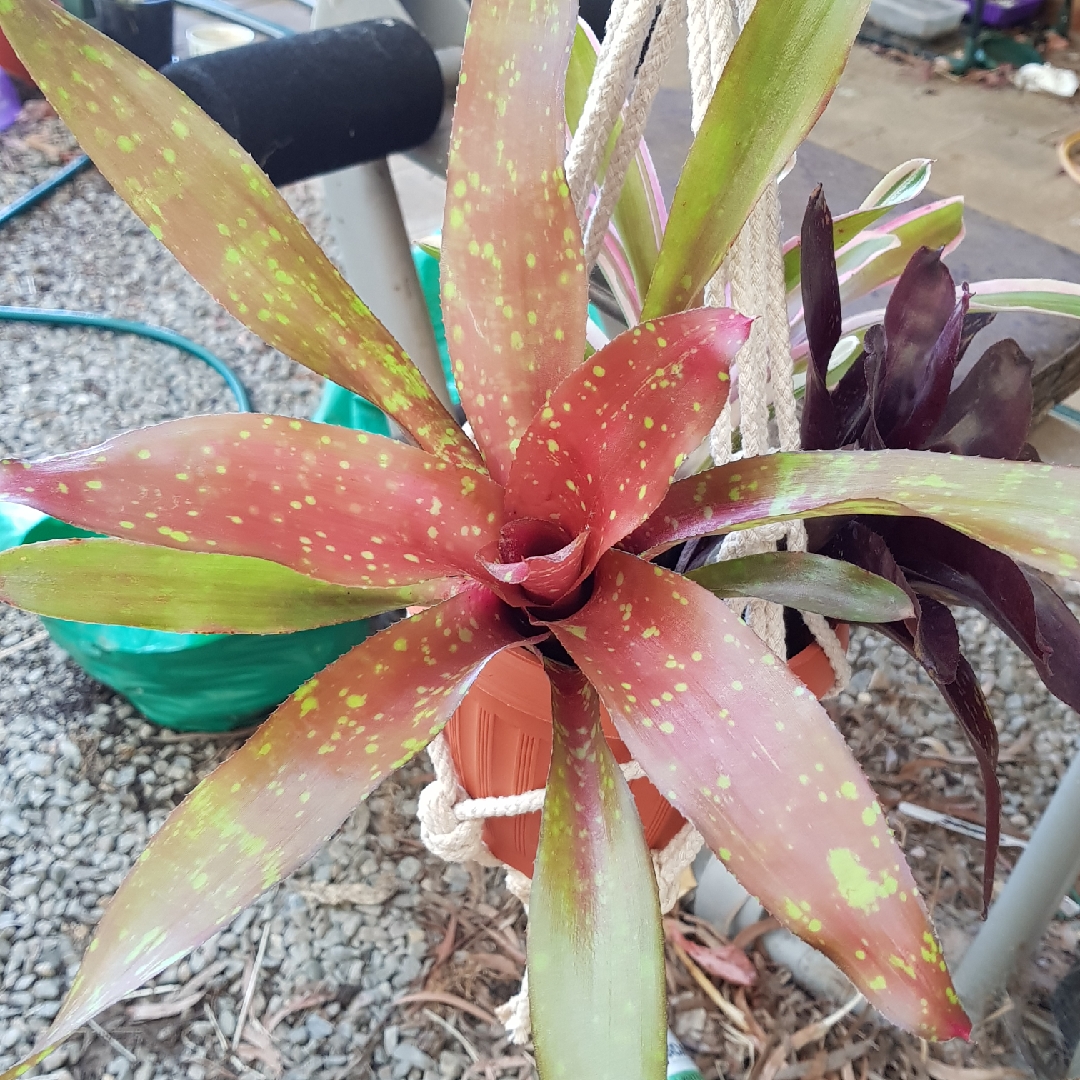 Neoregelia Treasure Chest in the GardenTags plant encyclopedia