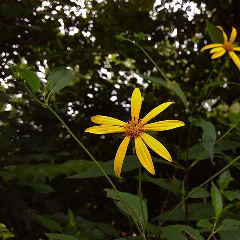 Thinleaf sunflower in the GardenTags plant encyclopedia