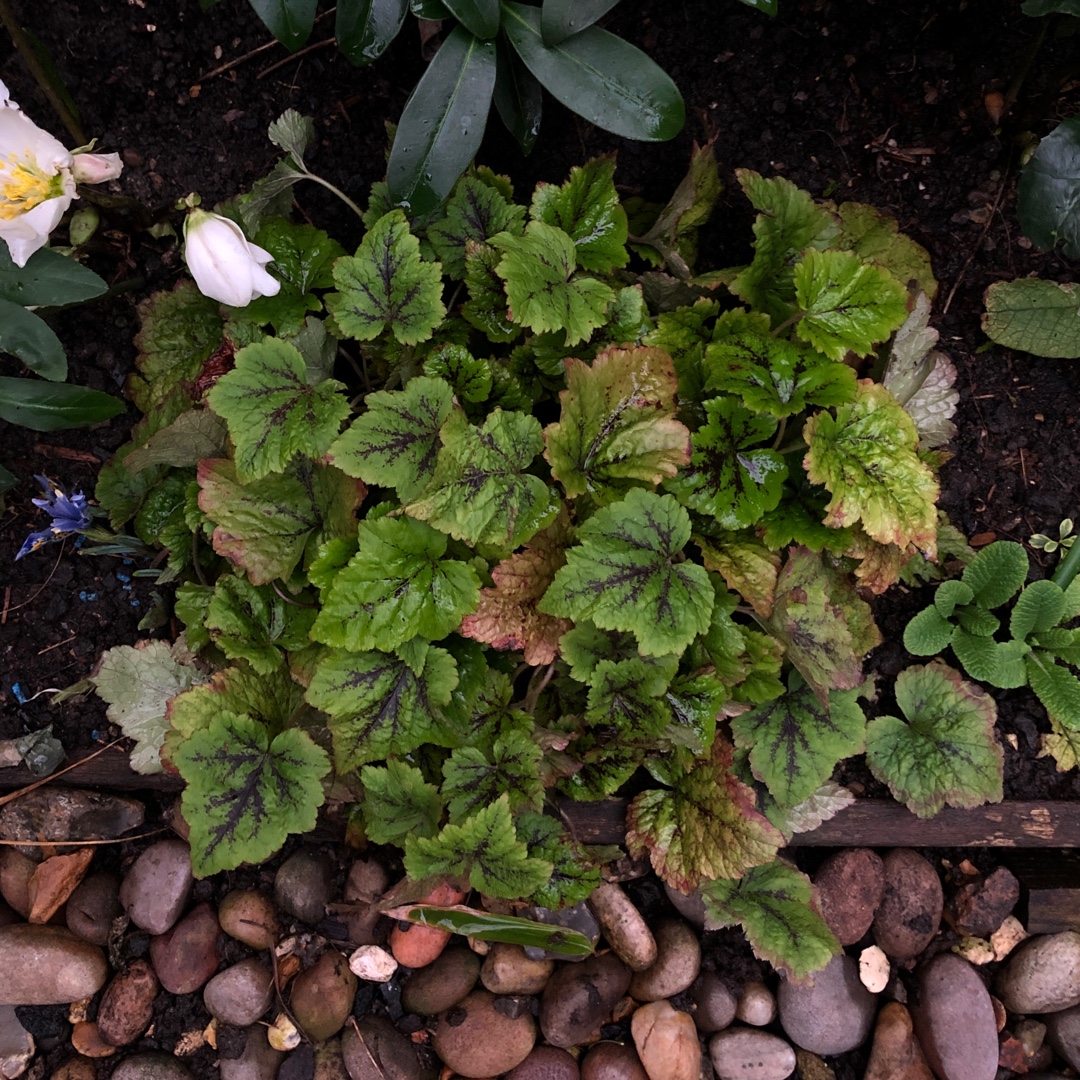 Foamflower Tiger Stripe in the GardenTags plant encyclopedia