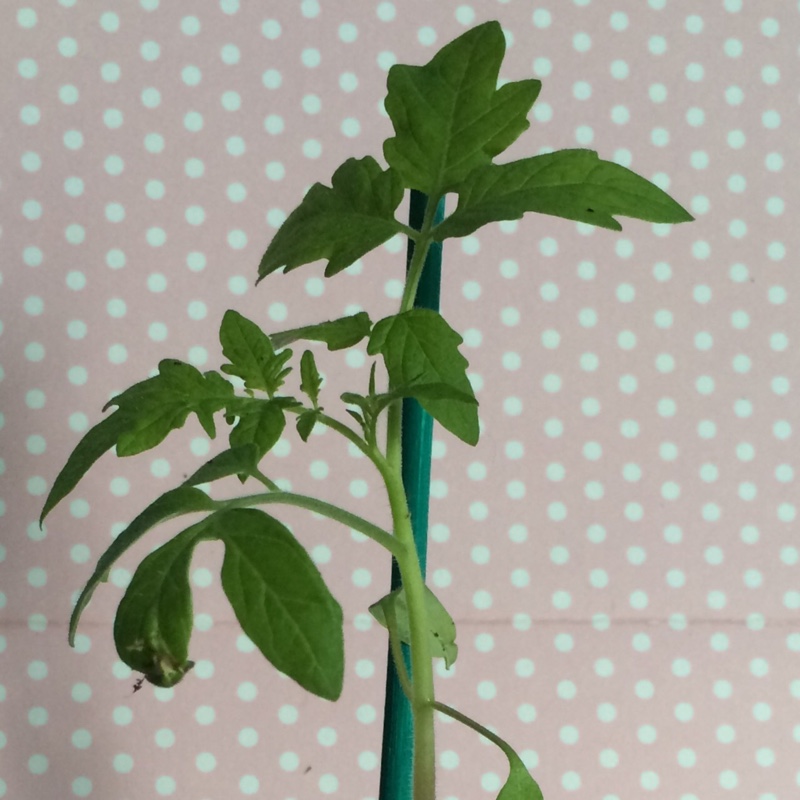 Tomato Black Cherry in the GardenTags plant encyclopedia