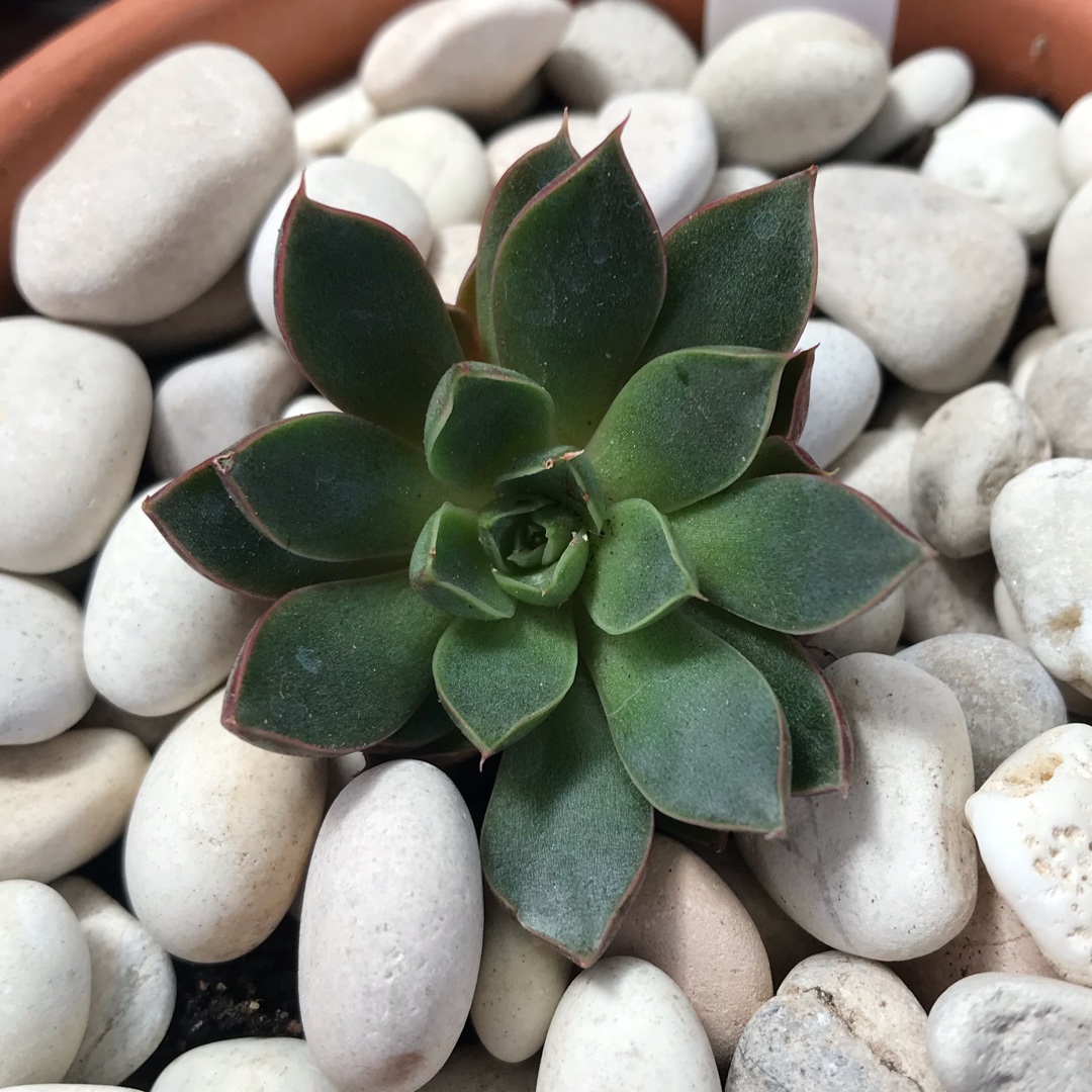 Echeveria Cats Eye in the GardenTags plant encyclopedia