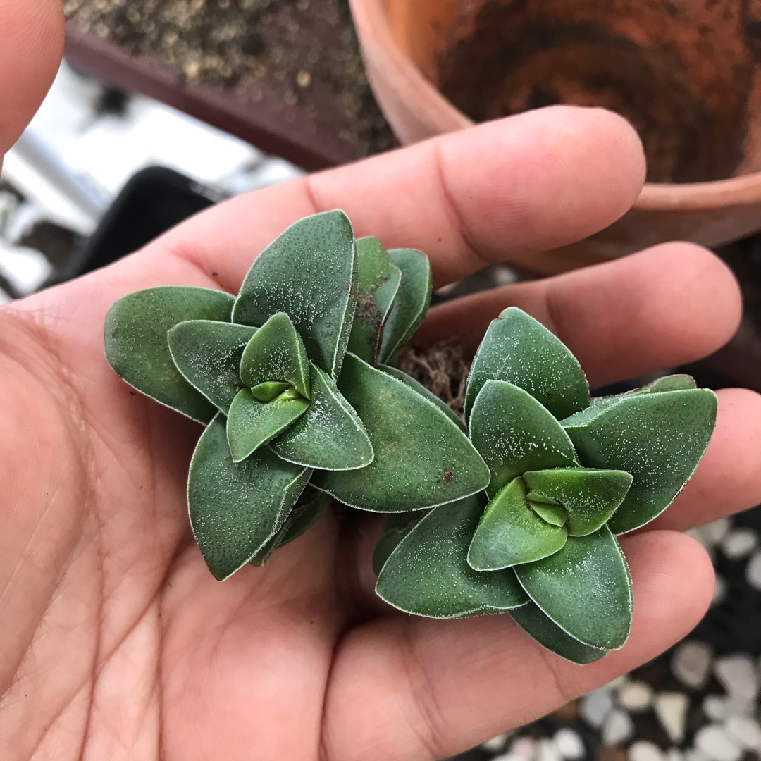 Crassula Walmsley Blue in the GardenTags plant encyclopedia