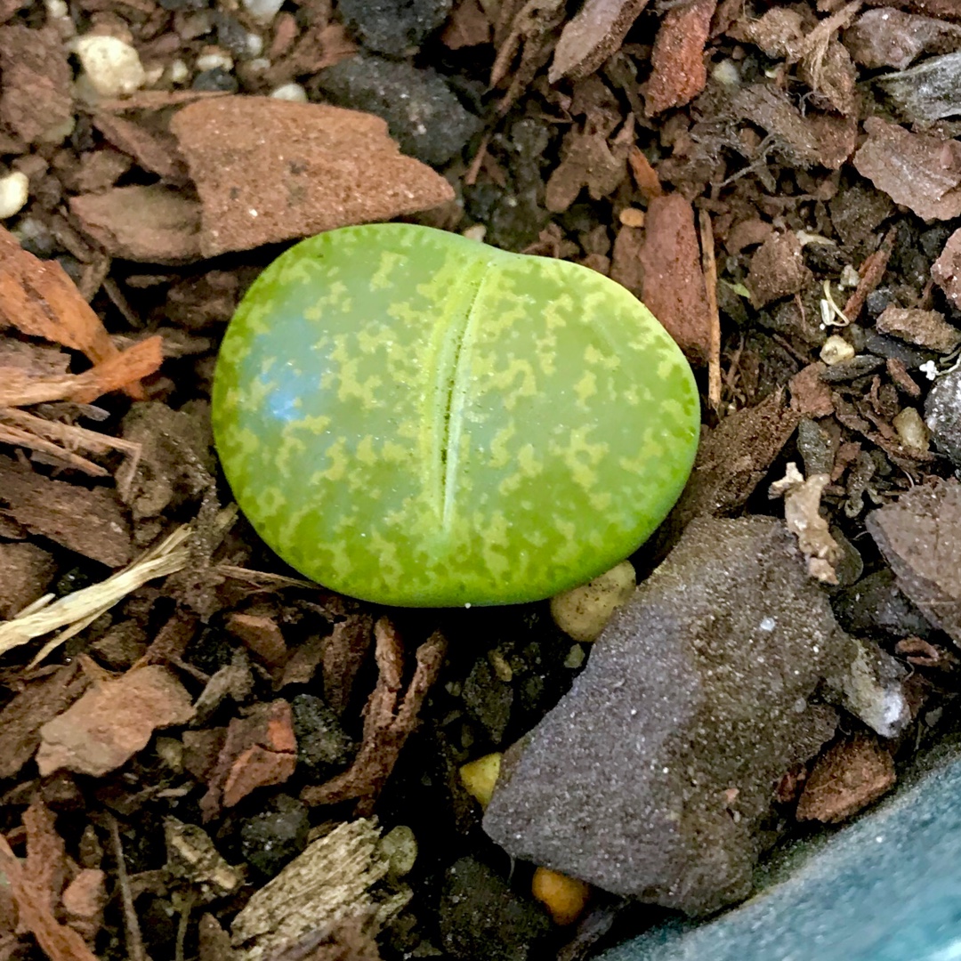 Lithops Lesliei Albinica C036A, Living Stones 'Lesliei Albinica' in ...