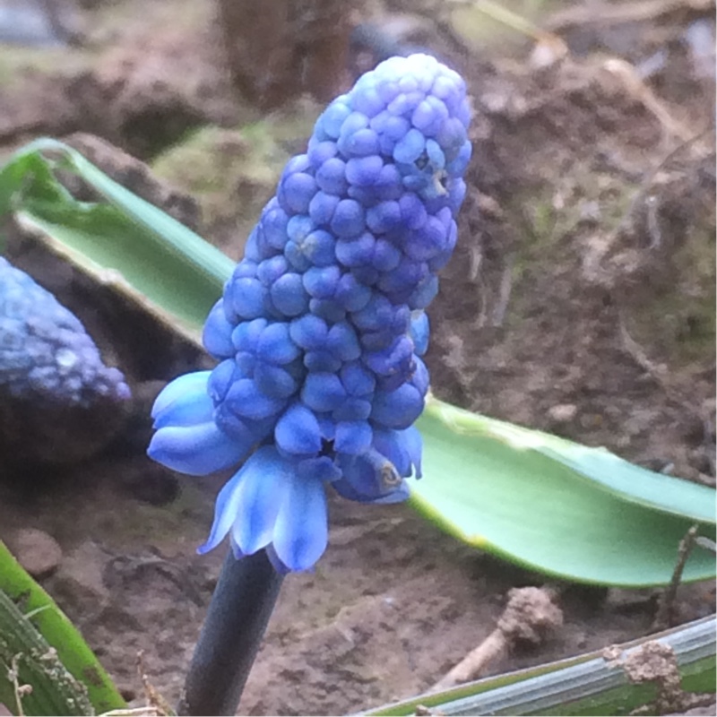 Azure Grape Hyacinth in the GardenTags plant encyclopedia