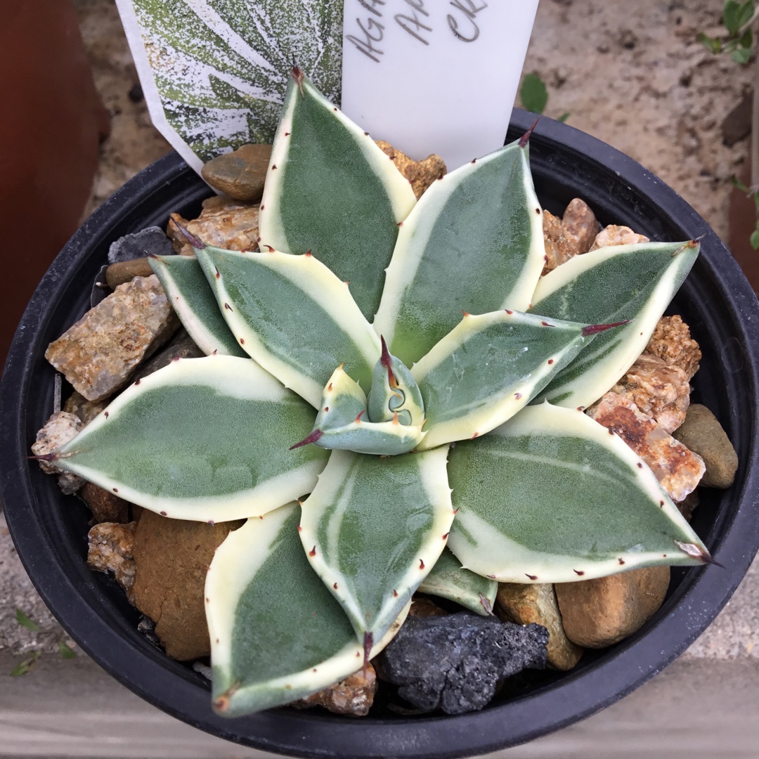 Agave Applanta Cream Spike in the GardenTags plant encyclopedia