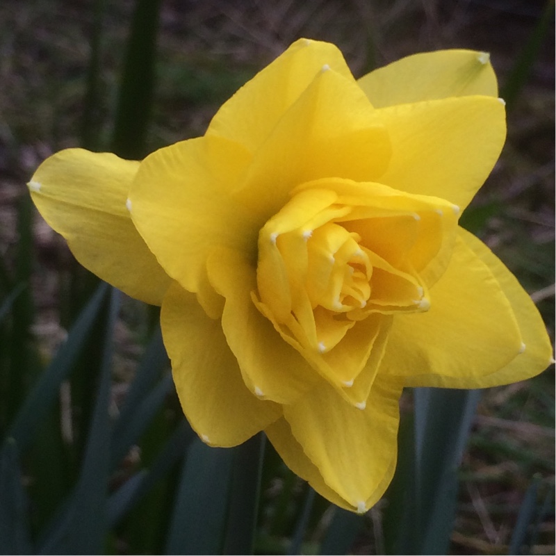 Daffodil Golden Ducat (Double) in the GardenTags plant encyclopedia