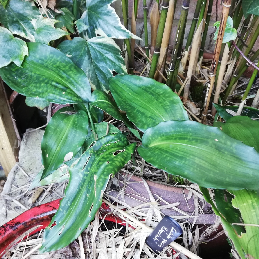 Cast-Iron Plant Uan Fat Lady in the GardenTags plant encyclopedia