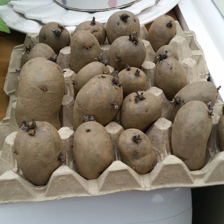 Potato Charlotte in the GardenTags plant encyclopedia