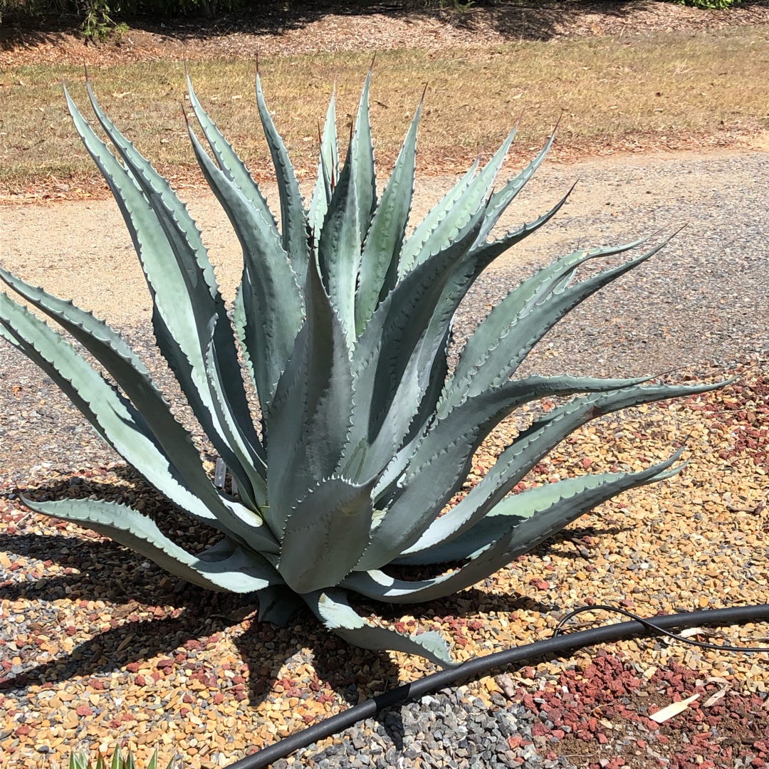 Agave Asperrima, Agave 'Asperrima' in GardenTags plant encyclopedia