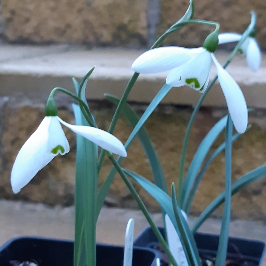 Snowdrop Mrs McNamara in the GardenTags plant encyclopedia