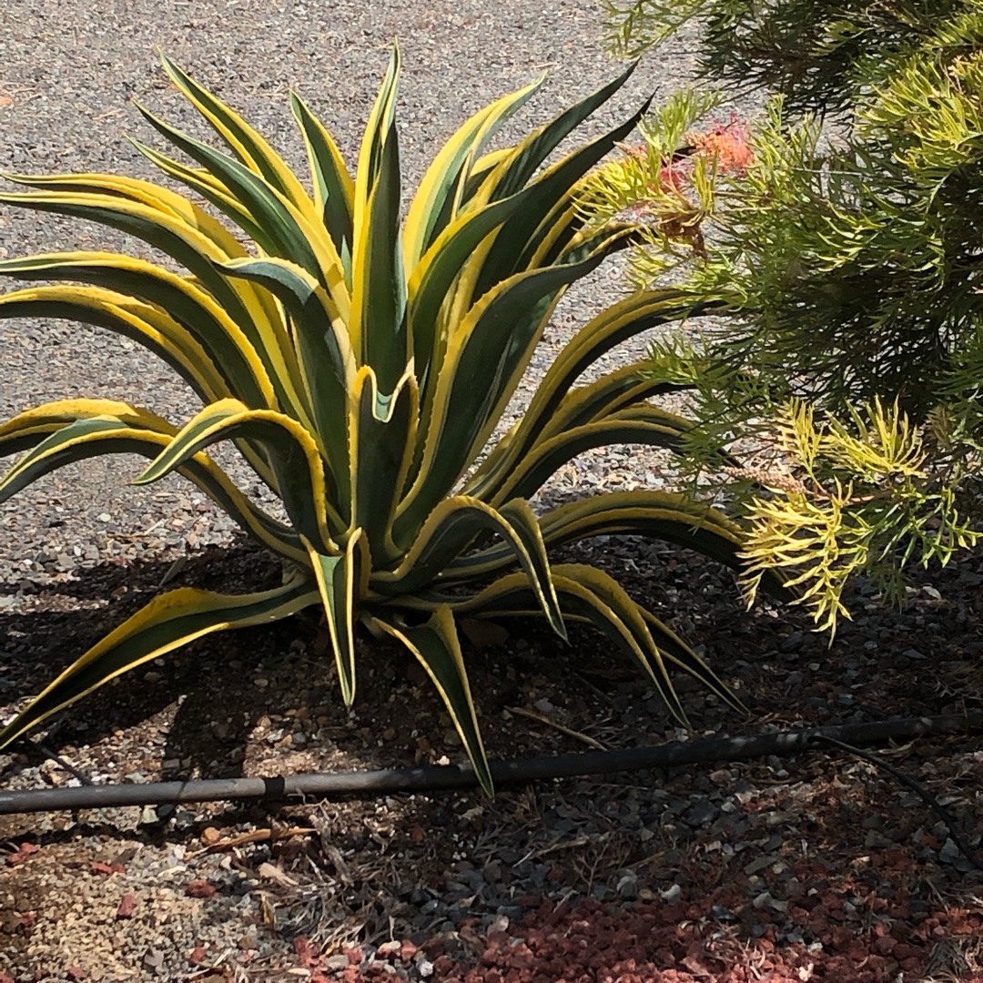 Agave Desmentiana Bright Edge in the GardenTags plant encyclopedia