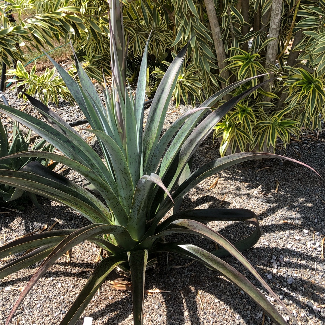 Agave Manfreda in the GardenTags plant encyclopedia