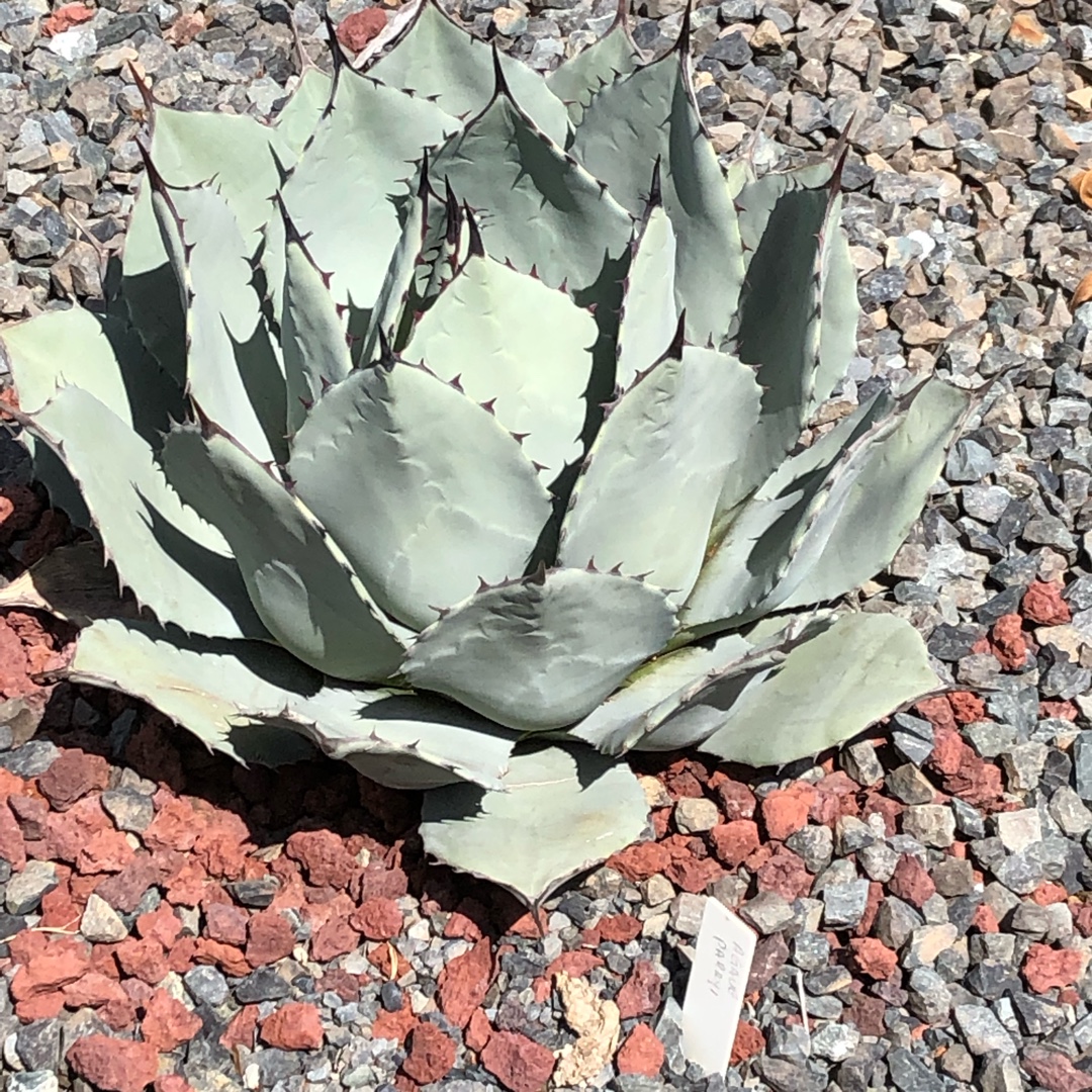 Agave Parryi in the GardenTags plant encyclopedia