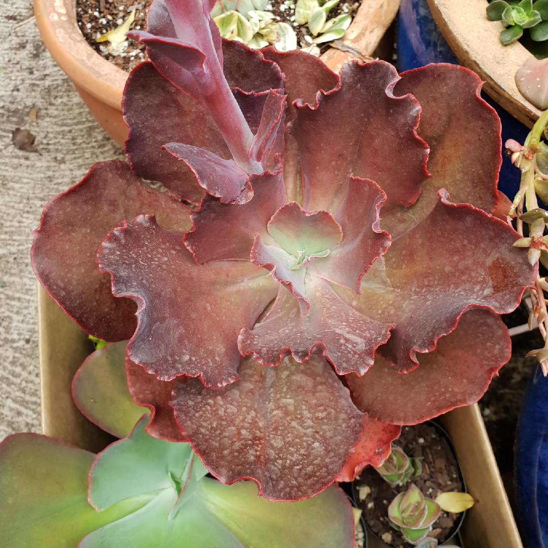 Echeveria Cerise in the GardenTags plant encyclopedia