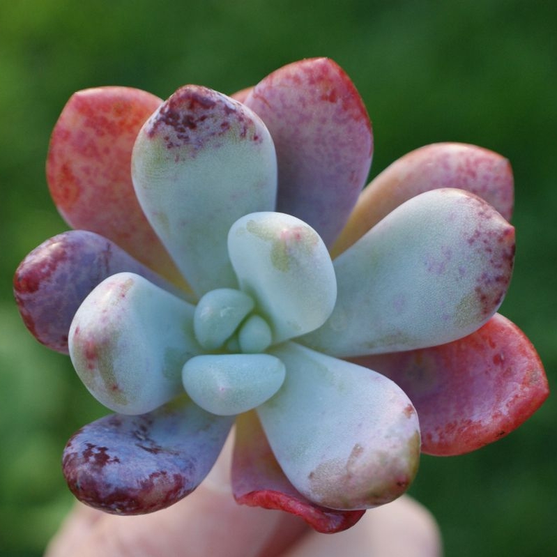 Echeveria Laulindsayana in the GardenTags plant encyclopedia