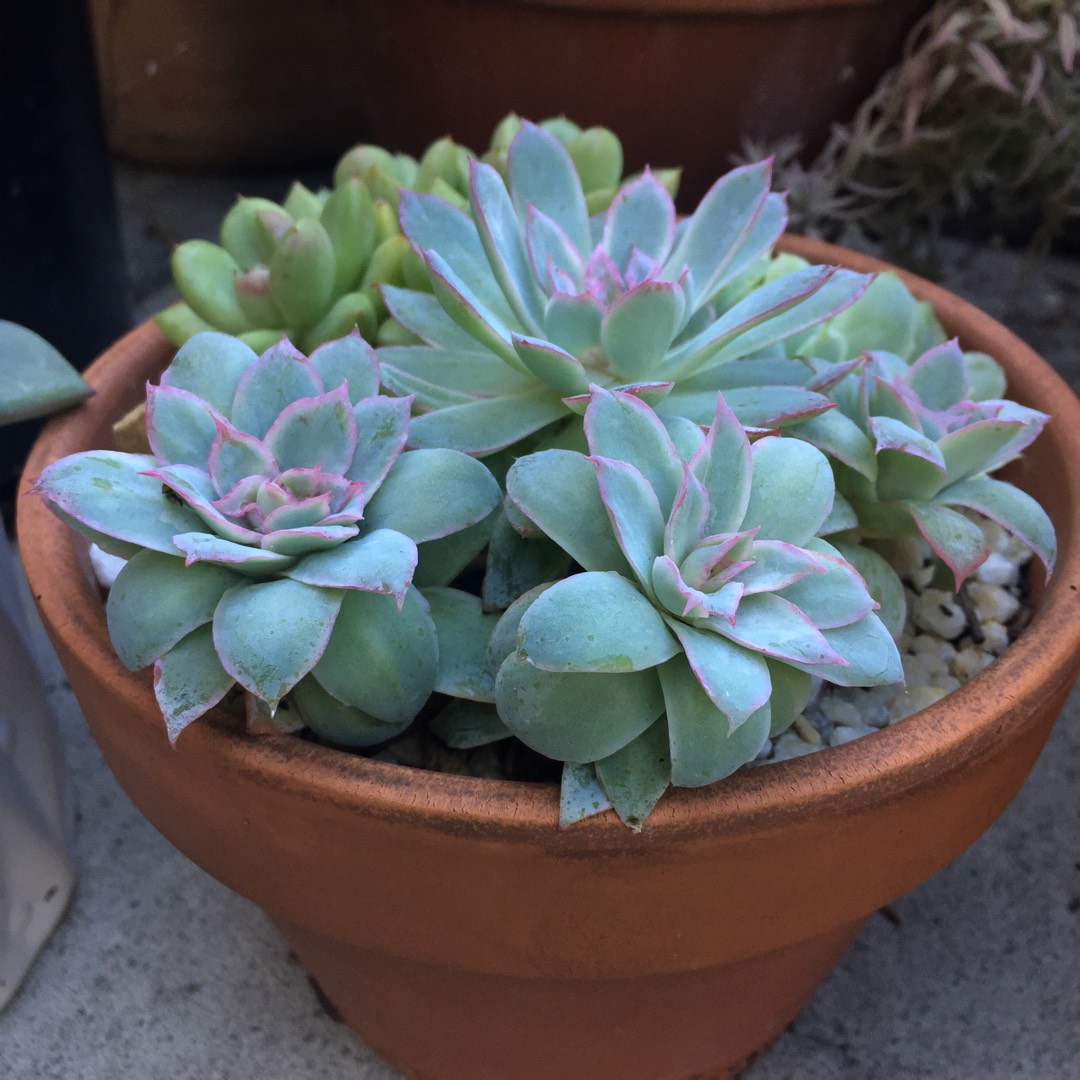 Echeveria Rose Queen in the GardenTags plant encyclopedia