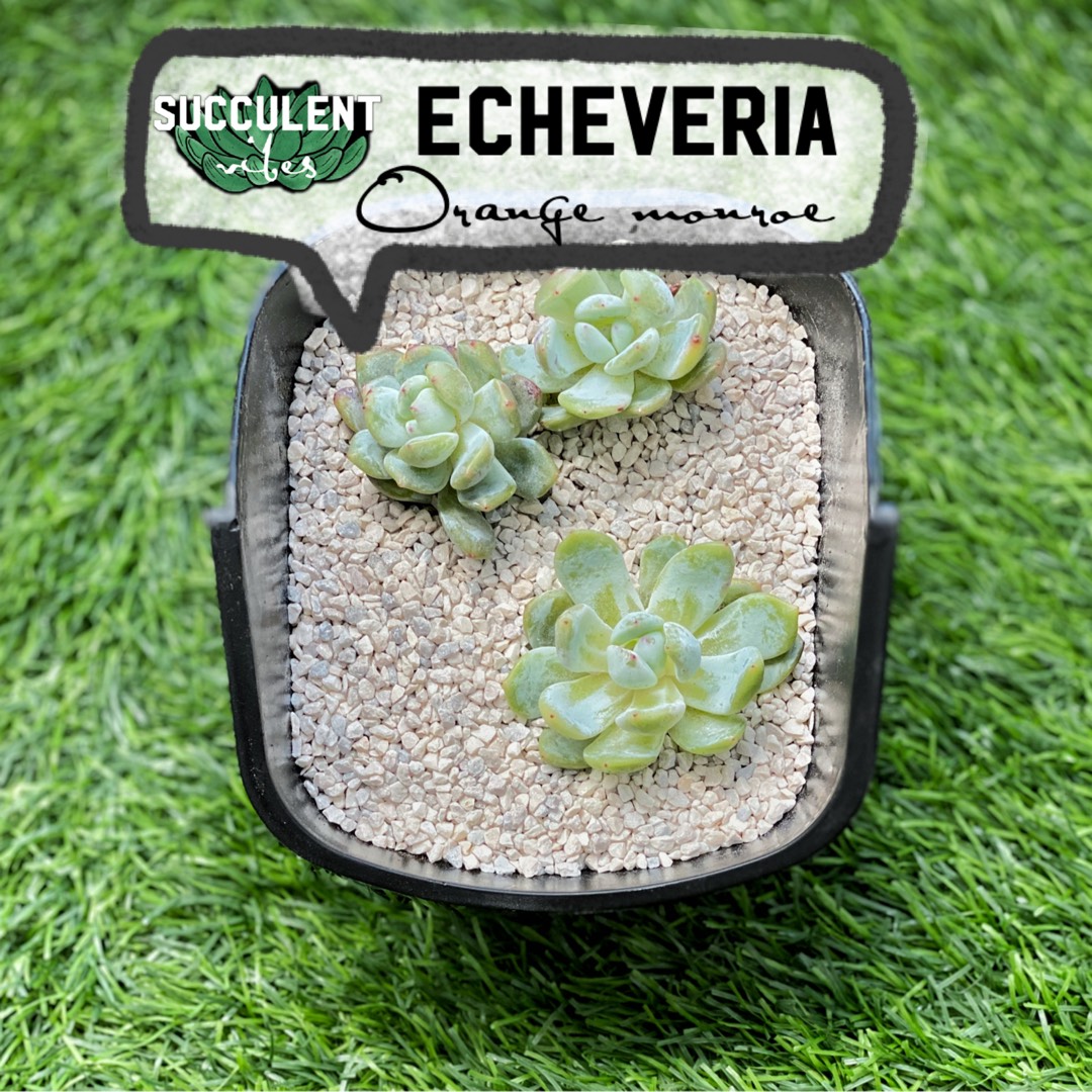 Echeveria Monroe x Tolimanensis in the GardenTags plant encyclopedia