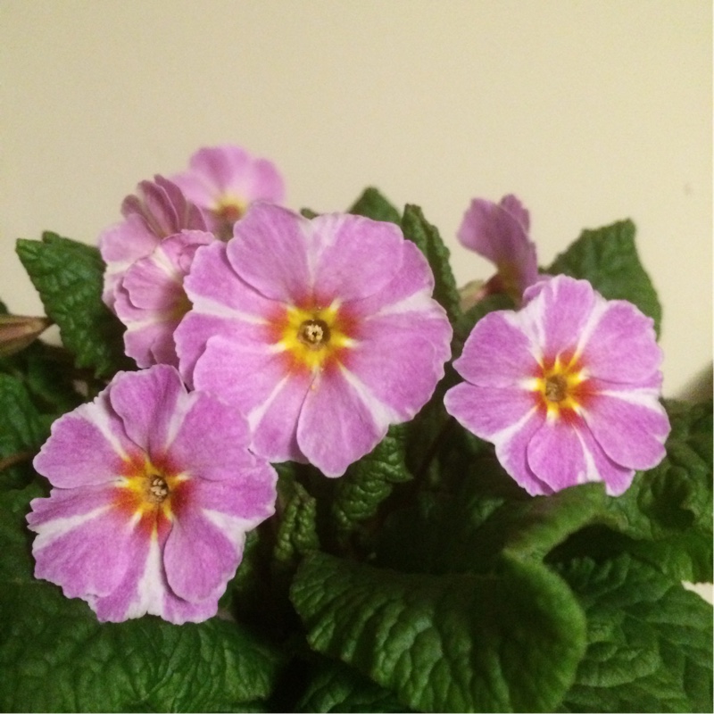 Primula Avondale in the GardenTags plant encyclopedia