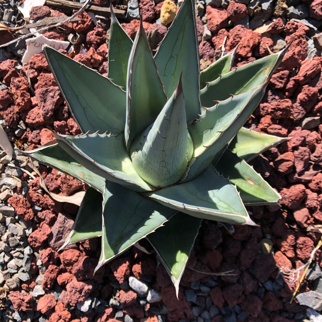 Agave Pumila in the GardenTags plant encyclopedia