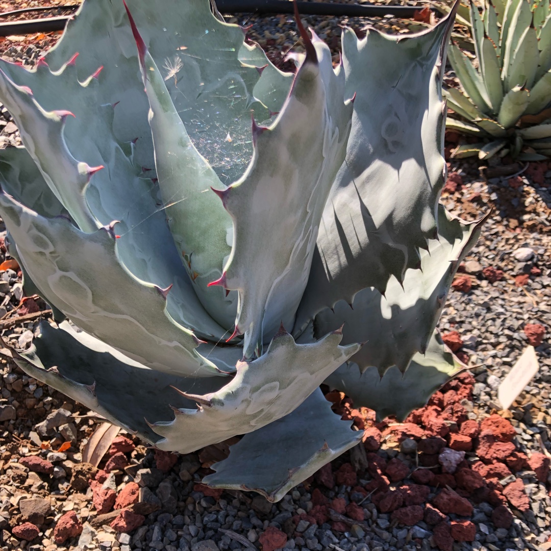 Agave Colorata in the GardenTags plant encyclopedia