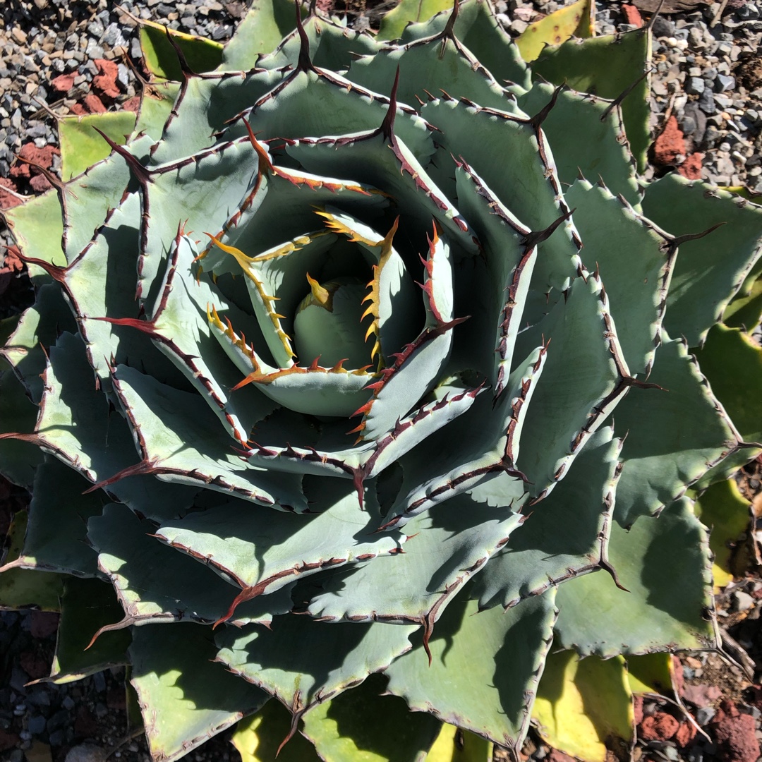 Agave Potatorum Butterfly in the GardenTags plant encyclopedia